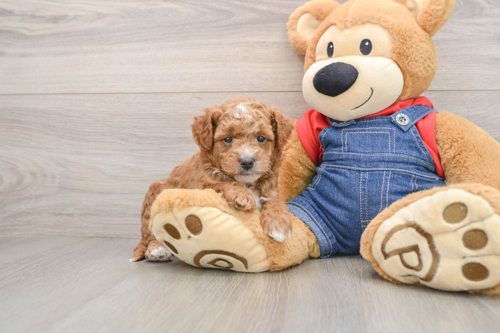 Happy Mini Goldendoodle Baby