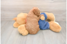 Mini Goldendoodle Pup Being Cute