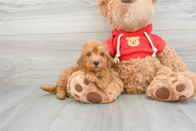 Mini Goldendoodle Pup Being Cute
