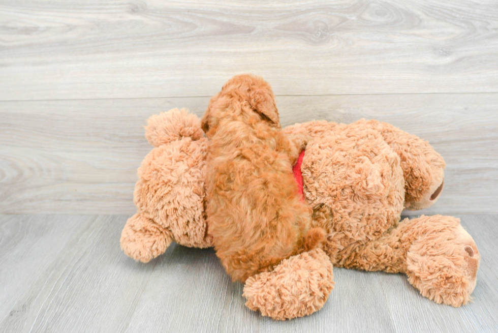 Energetic Golden Retriever Poodle Mix Puppy