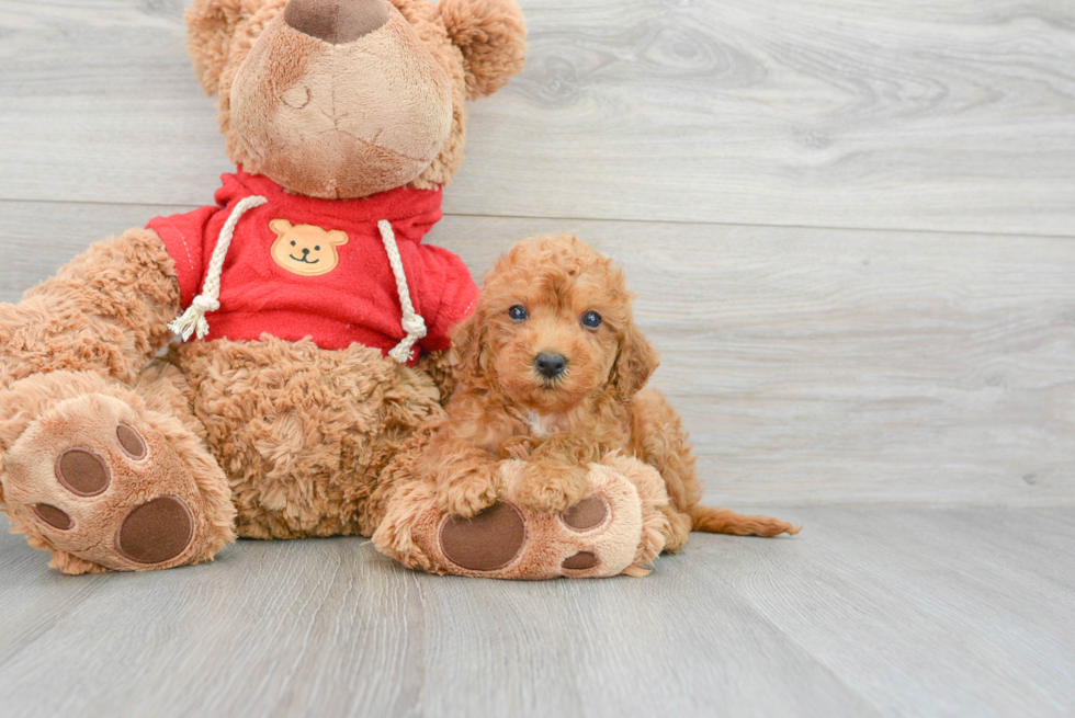 Smart Mini Goldendoodle Poodle Mix Pup