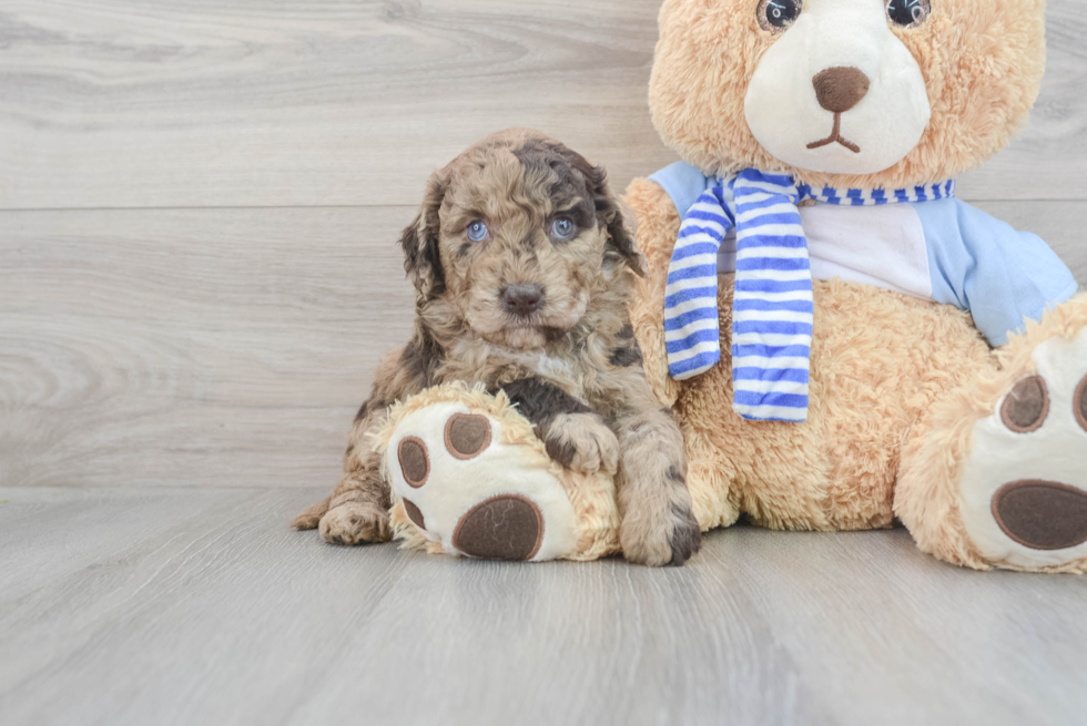 Mini Goldendoodle Puppy for Adoption