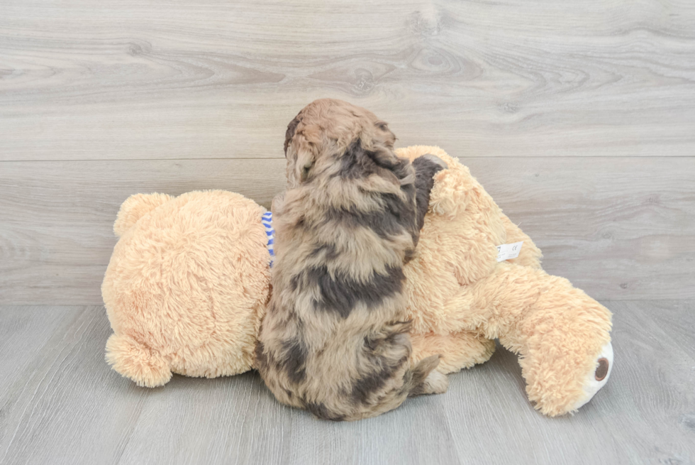 Small Mini Goldendoodle Baby
