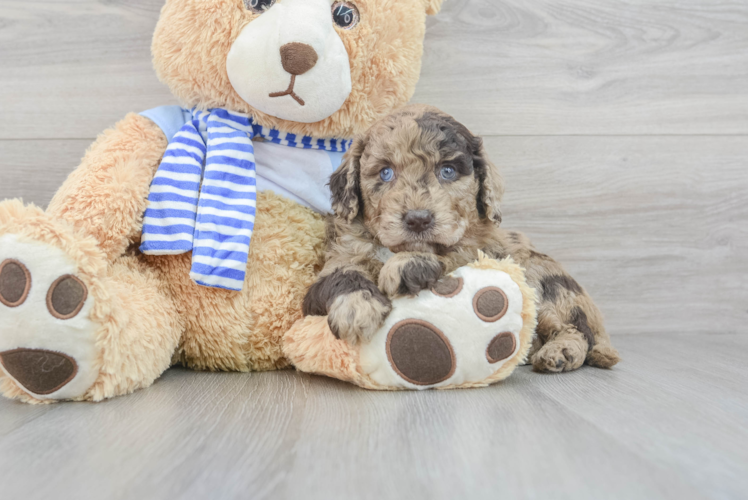 Mini Goldendoodle Puppy for Adoption