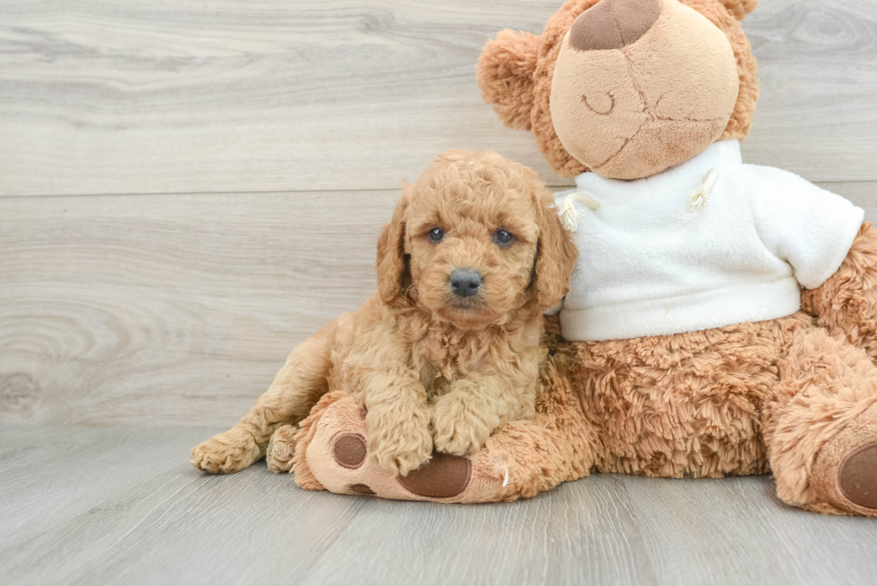 Meet Chanel - our Mini Goldendoodle Puppy Photo  1/3 - Seaside Pups Mini Goldendoodle Pup Being Cute