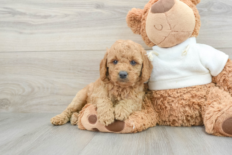Meet Chanel - our Mini Goldendoodle Puppy Photo  1/3 - Seaside Pups Mini Goldendoodle Pup Being Cute