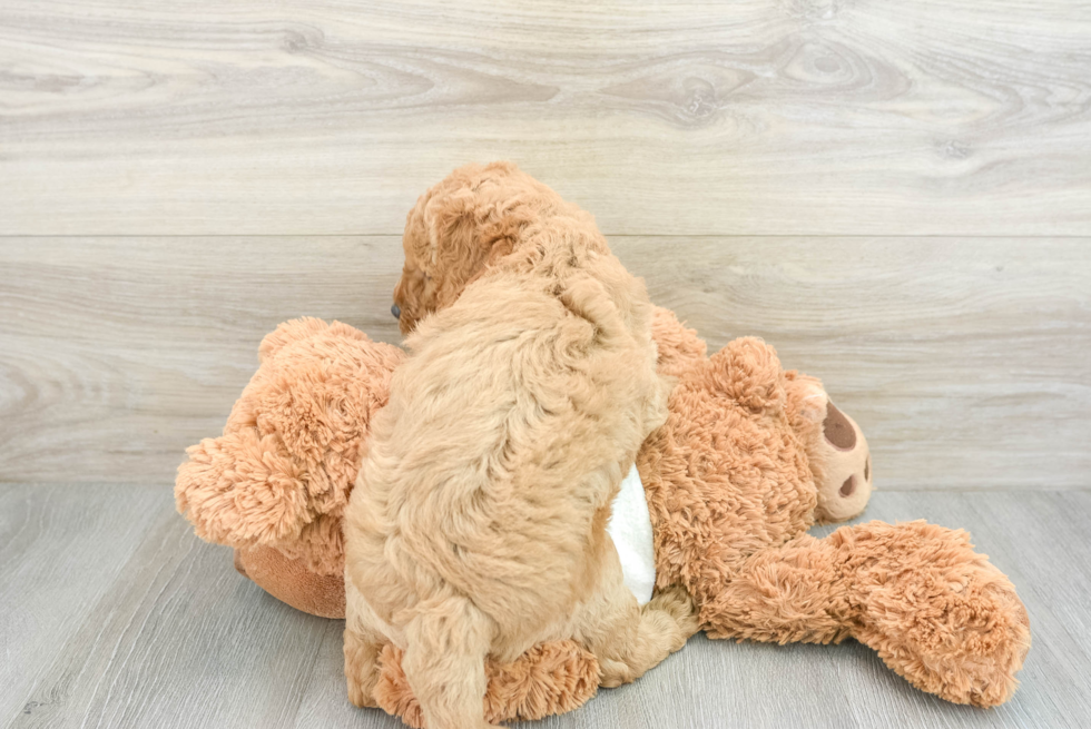 Meet Chanel - our Mini Goldendoodle Puppy Photo  3/3 - Seaside Pups Hypoallergenic Mini Goldiepoo Poodle Mix Puppy