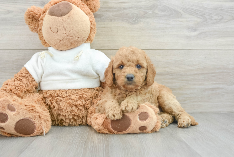 Meet Chanel - our Mini Goldendoodle Puppy Photo  2/3 - Seaside Pups Little Mini Goldenpoo Poodle Mix Puppy