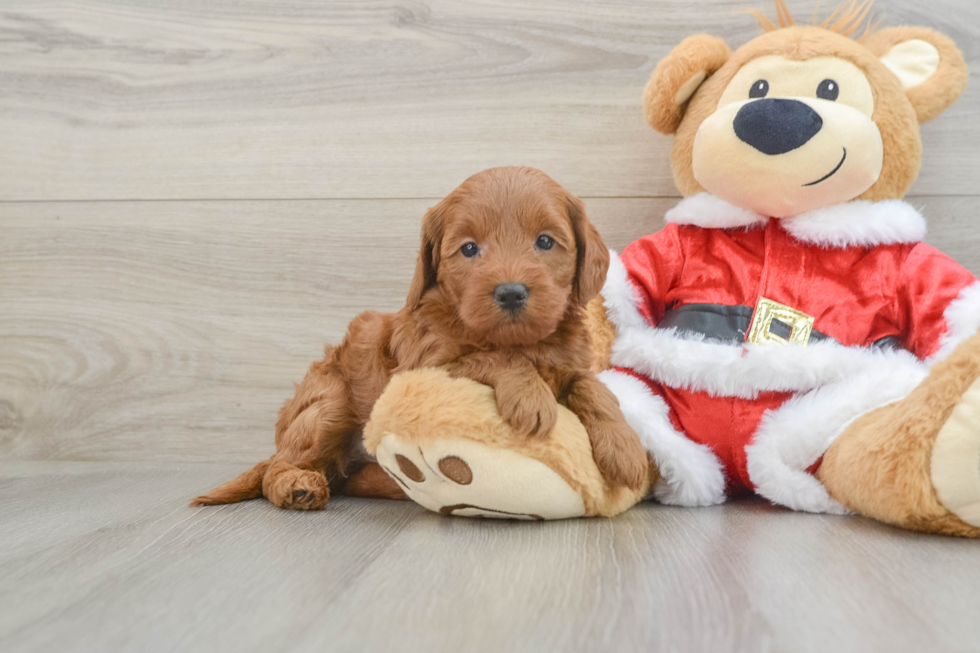 Mini Goldendoodle Puppy for Adoption