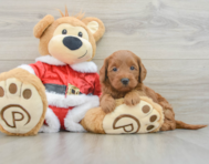 6 week old Mini Goldendoodle Puppy For Sale - Seaside Pups