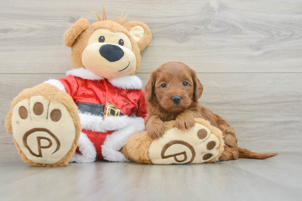 Best Mini Goldendoodle Baby