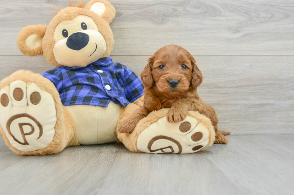 5 week old Mini Goldendoodle Puppy For Sale - Seaside Pups