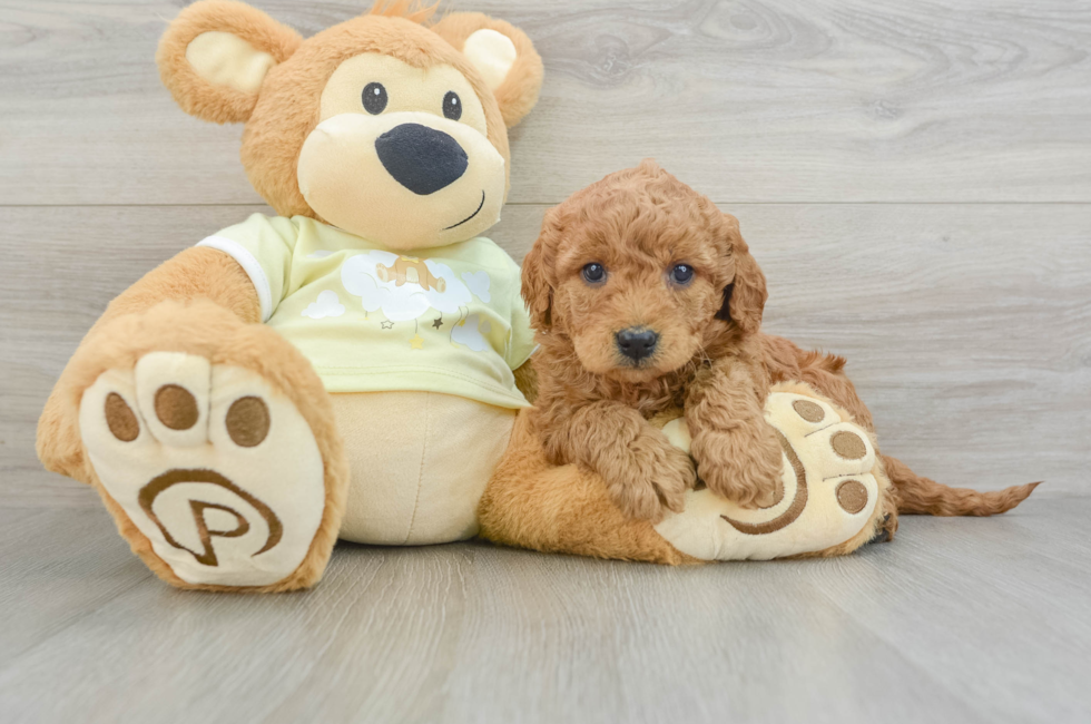 8 week old Mini Goldendoodle Puppy For Sale - Seaside Pups