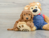 7 week old Mini Goldendoodle Puppy For Sale - Seaside Pups