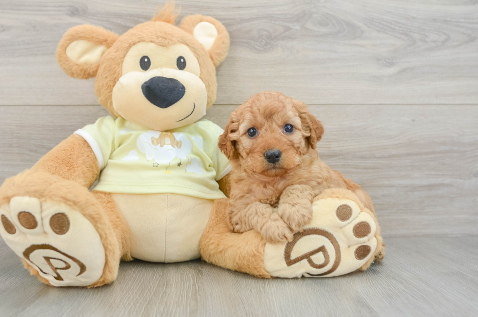 5 week old Mini Goldendoodle Puppy For Sale - Seaside Pups