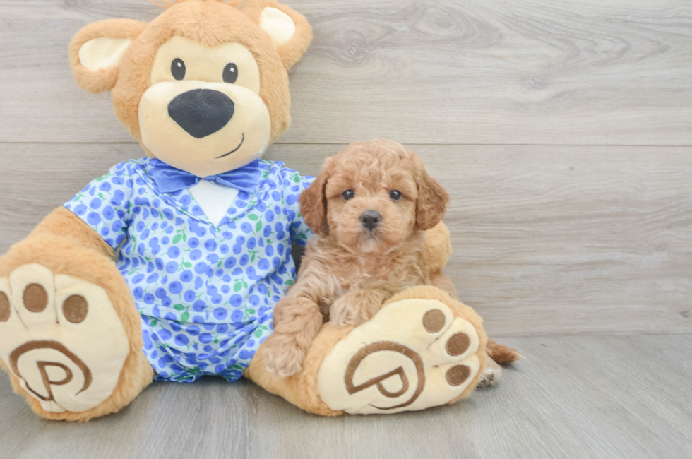 5 week old Mini Goldendoodle Puppy For Sale - Seaside Pups