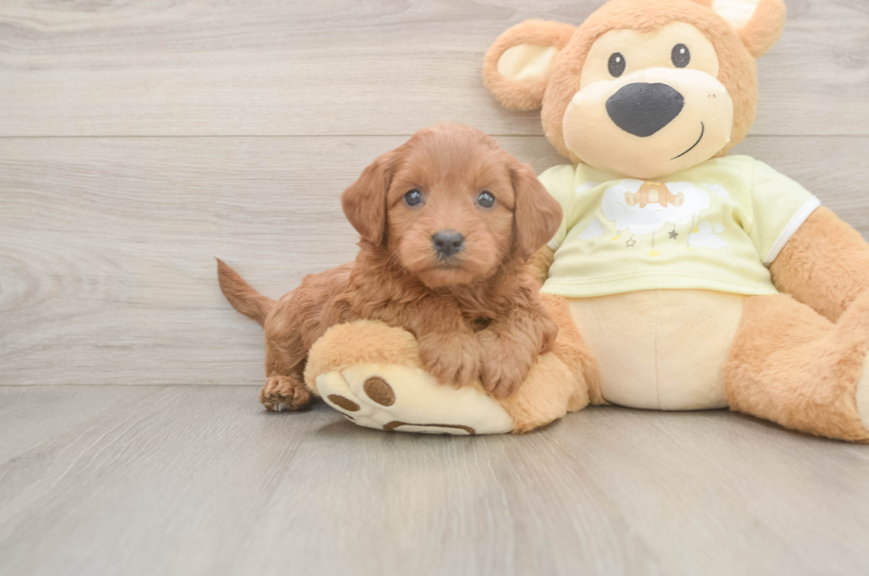 5 week old Mini Goldendoodle Puppy For Sale - Seaside Pups
