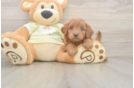Best Mini Goldendoodle Baby
