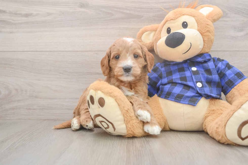 Small Mini Goldendoodle Baby