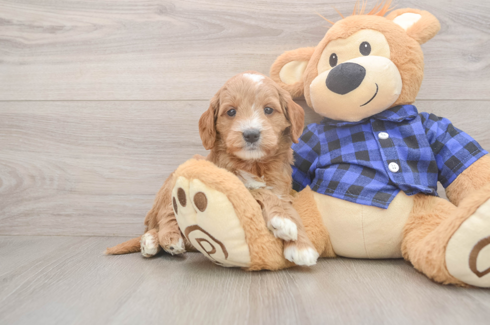 6 week old Mini Goldendoodle Puppy For Sale - Seaside Pups