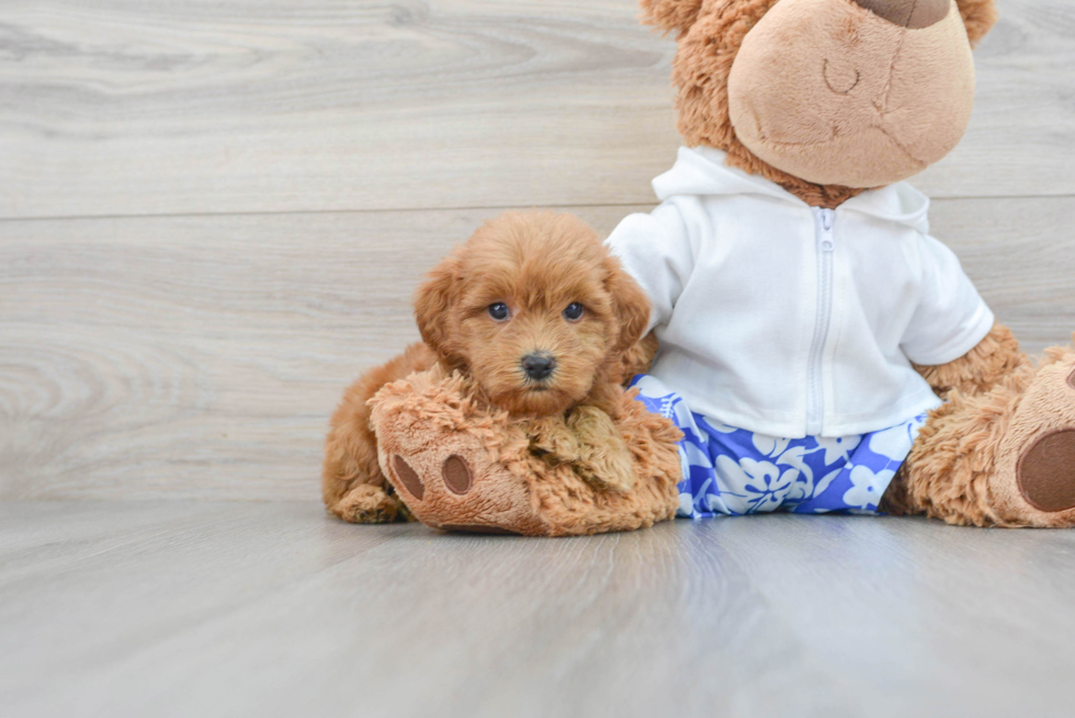 golden retriever poodle mix puppy