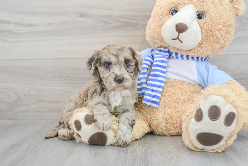 Mini Goldendoodle Pup Being Cute