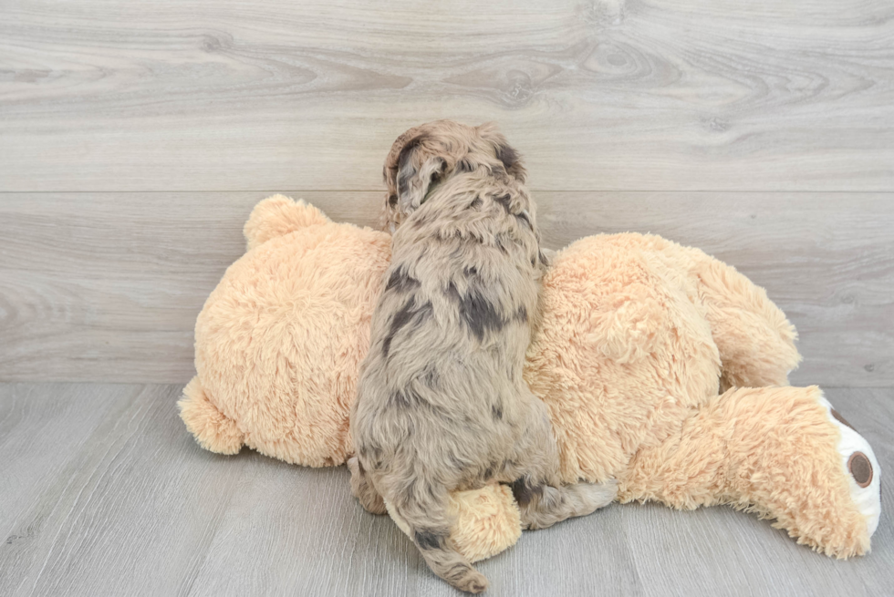 Mini Goldendoodle Pup Being Cute