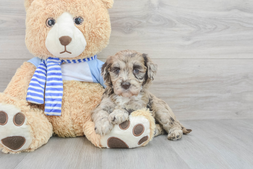 Petite Mini Goldendoodle Poodle Mix Pup