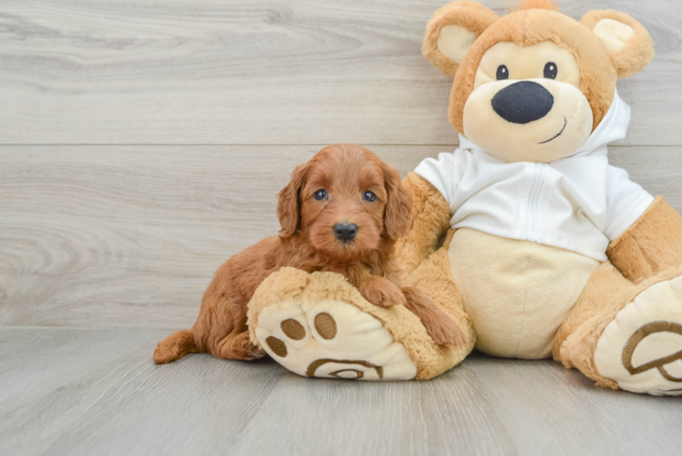 Little Mini Goldenpoo Poodle Mix Puppy