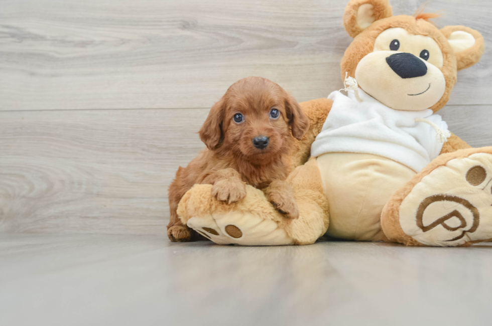 6 week old Mini Goldendoodle Puppy For Sale - Seaside Pups