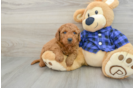 Small Mini Goldendoodle Baby