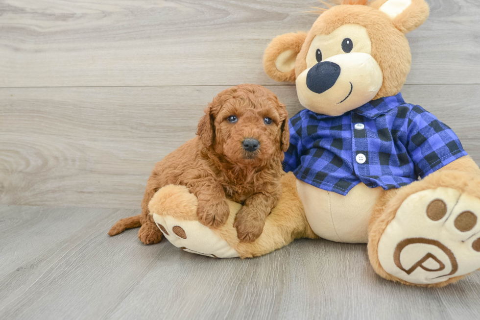 Small Mini Goldendoodle Baby