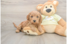 Mini Goldendoodle Pup Being Cute