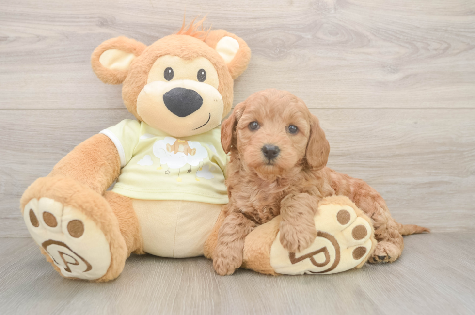 5 week old Mini Goldendoodle Puppy For Sale - Seaside Pups