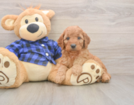 6 week old Mini Goldendoodle Puppy For Sale - Seaside Pups