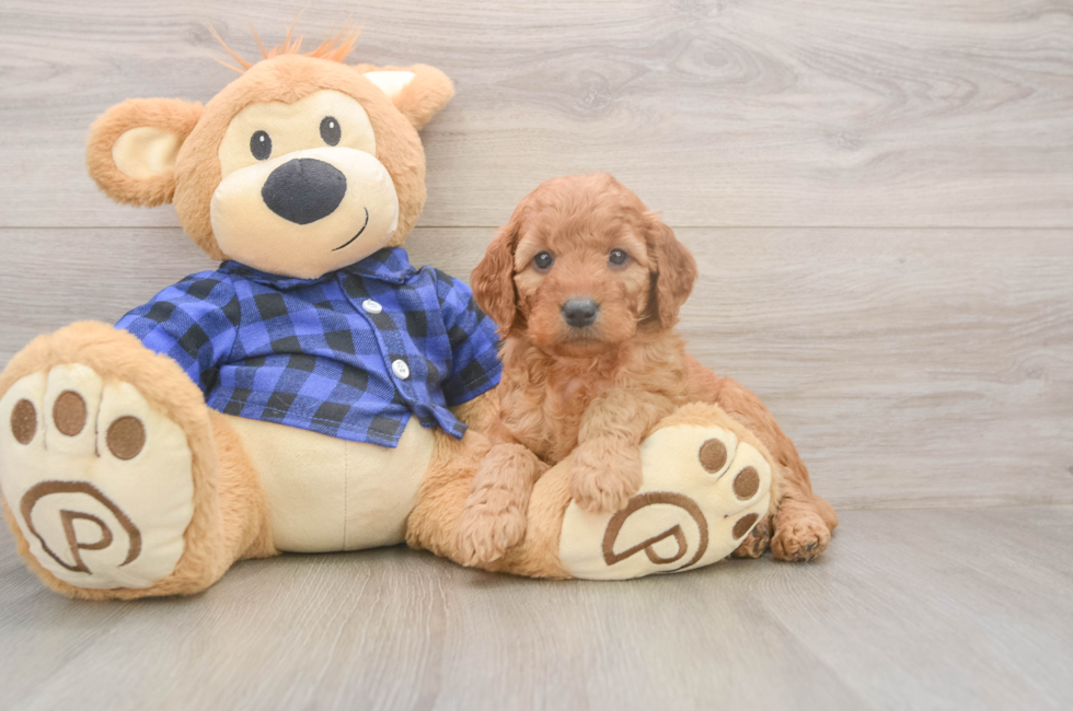 6 week old Mini Goldendoodle Puppy For Sale - Seaside Pups