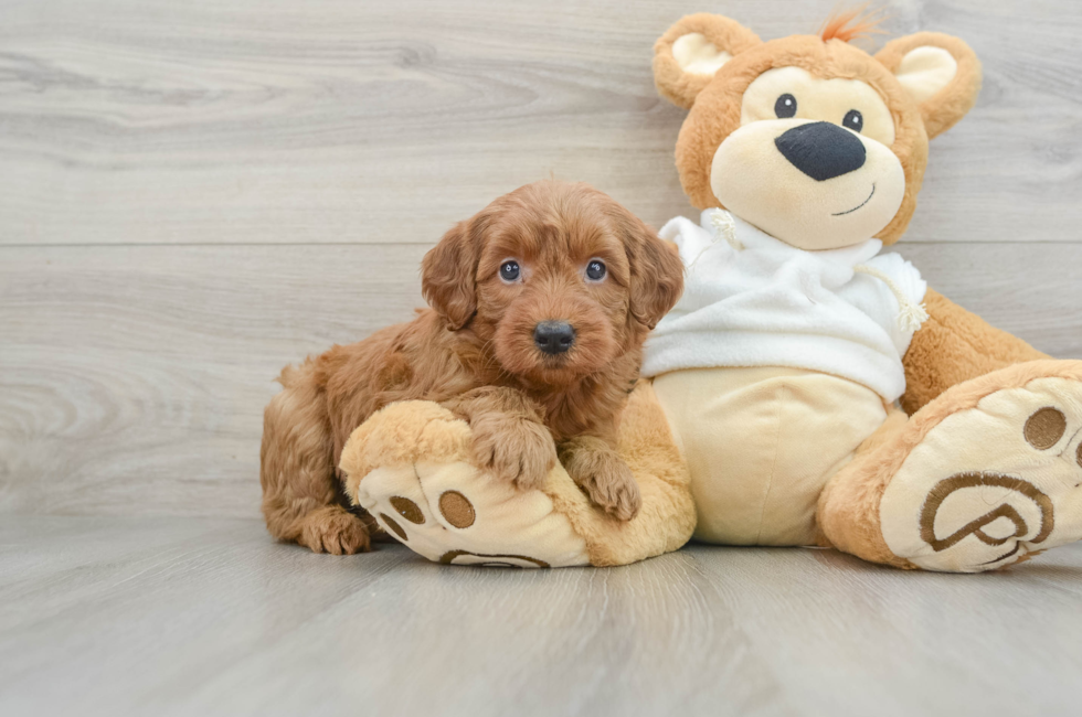 6 week old Mini Goldendoodle Puppy For Sale - Seaside Pups