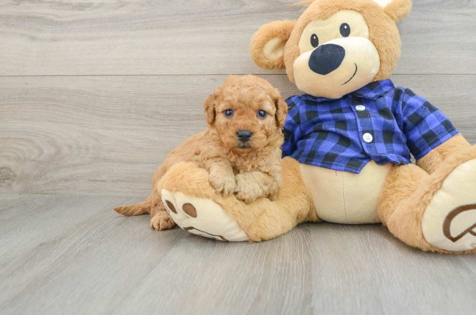 5 week old Mini Goldendoodle Puppy For Sale - Seaside Pups