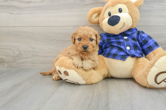 Smart Mini Goldendoodle Poodle Mix Pup