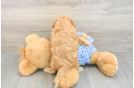 Hypoallergenic Mini Goldiepoo Poodle Mix Puppy