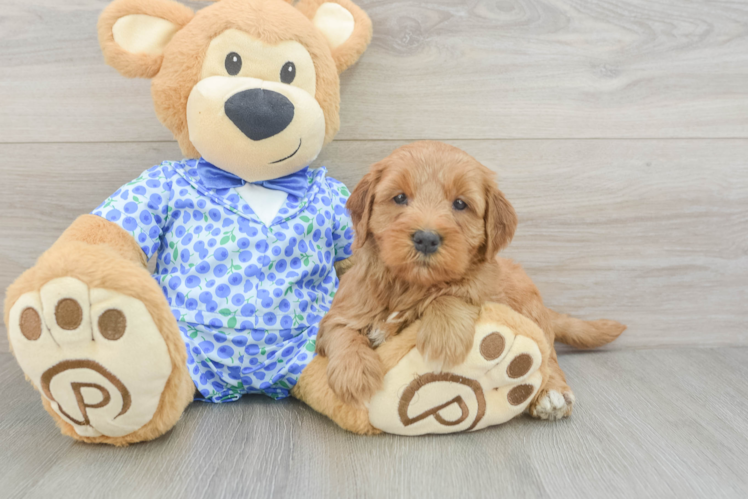 Adorable Golden Retriever Poodle Mix Poodle Mix Puppy