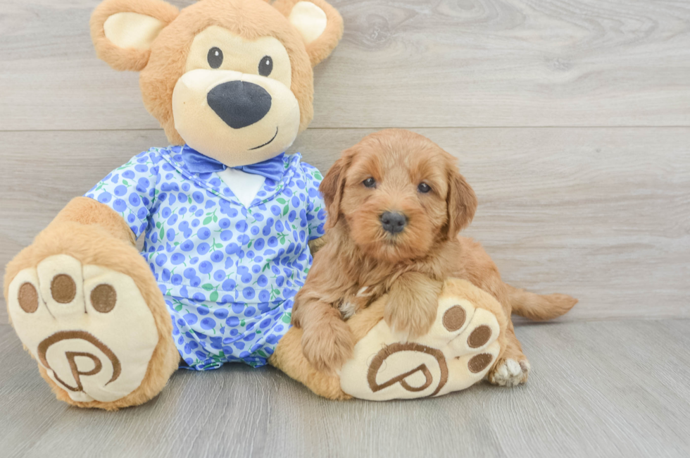 5 week old Mini Goldendoodle Puppy For Sale - Seaside Pups