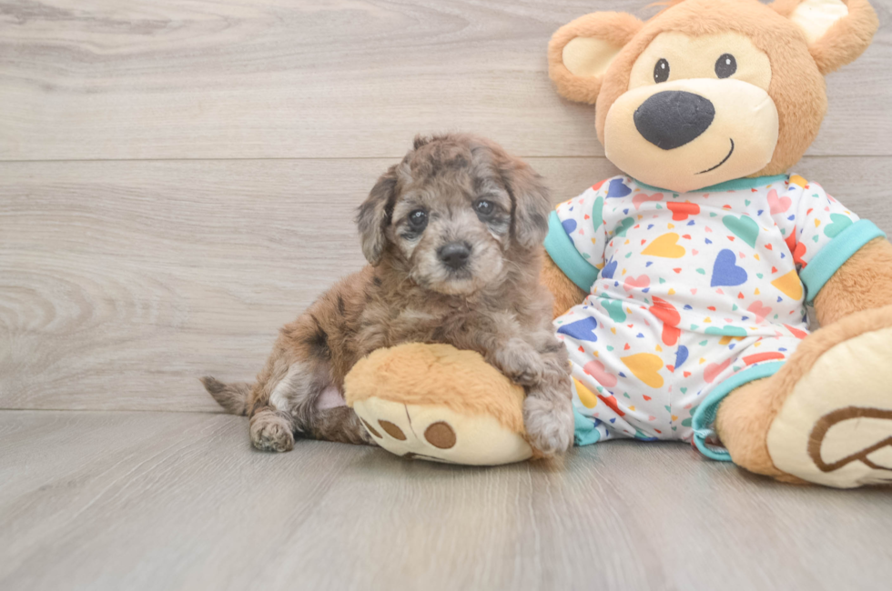 5 week old Mini Goldendoodle Puppy For Sale - Seaside Pups