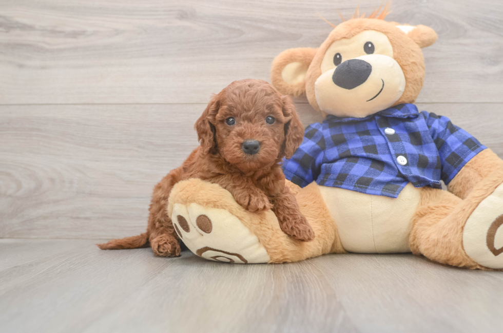 6 week old Mini Goldendoodle Puppy For Sale - Seaside Pups