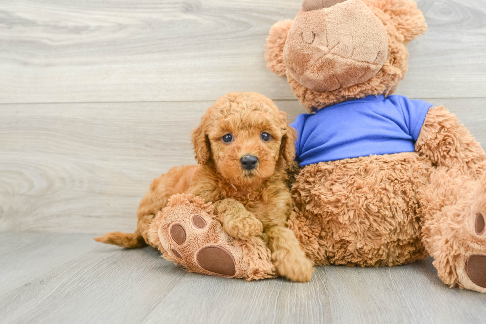 Mini Goldendoodle Puppy for Adoption