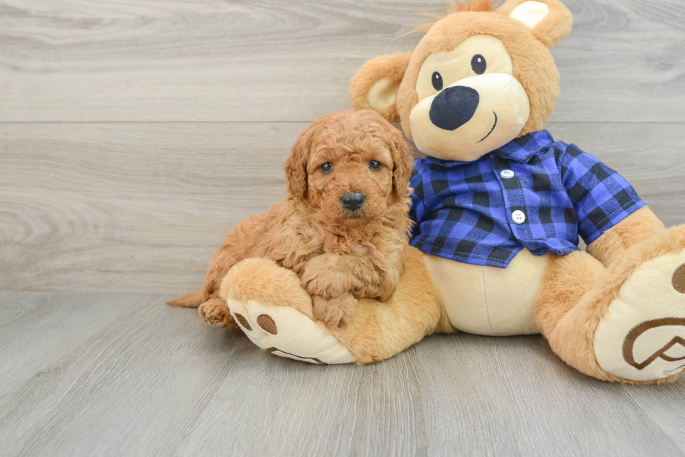 Mini Goldendoodle Puppy for Adoption