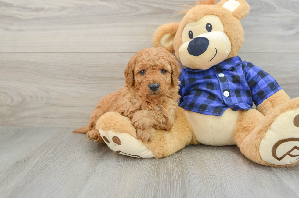 5 week old Mini Goldendoodle Puppy For Sale - Seaside Pups