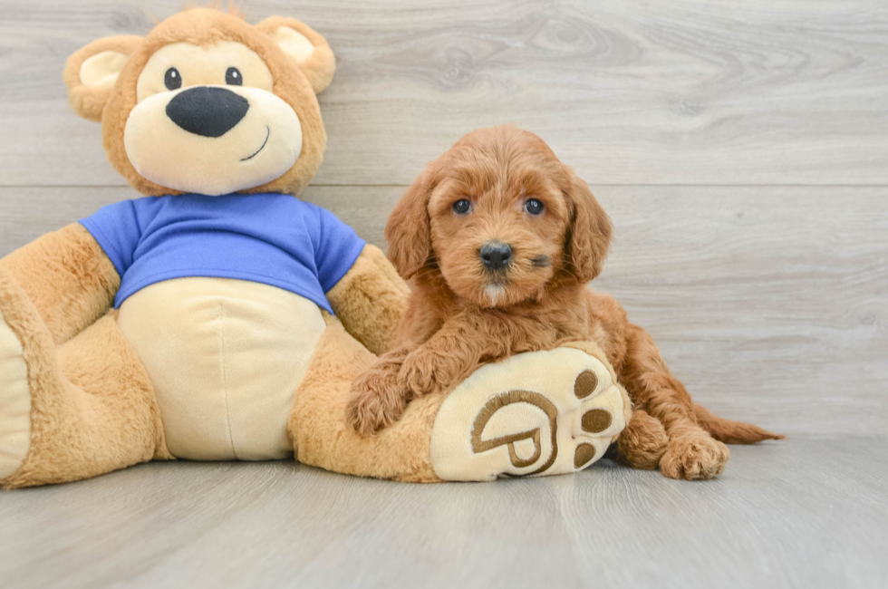 6 week old Mini Goldendoodle Puppy For Sale - Seaside Pups