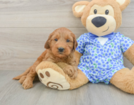 8 week old Mini Goldendoodle Puppy For Sale - Seaside Pups