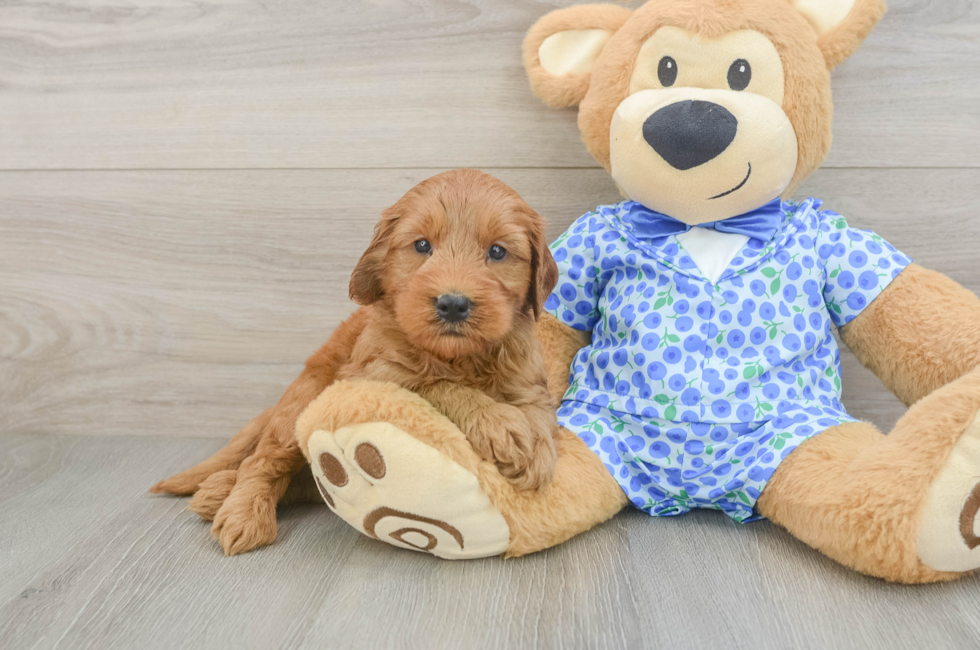 5 week old Mini Goldendoodle Puppy For Sale - Seaside Pups